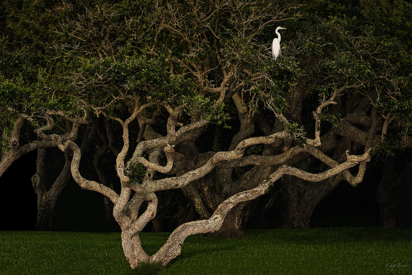 Egret In Tree - New Smyrna Beach